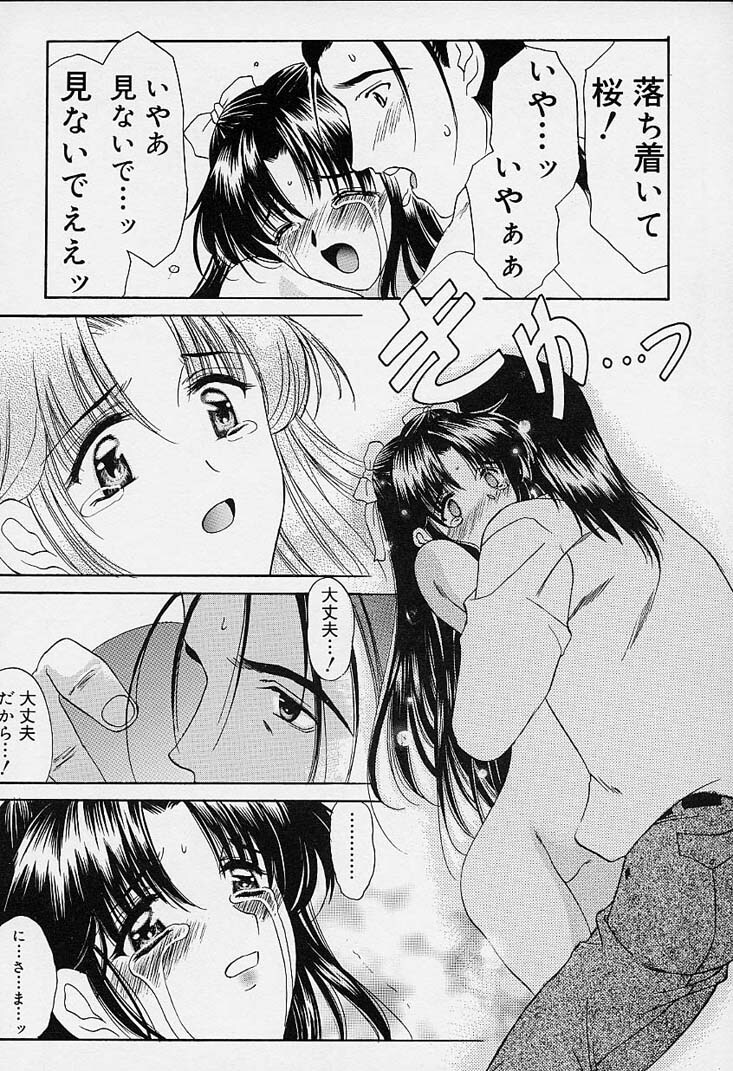 [Amayumi] sakura sakura page 177 full
