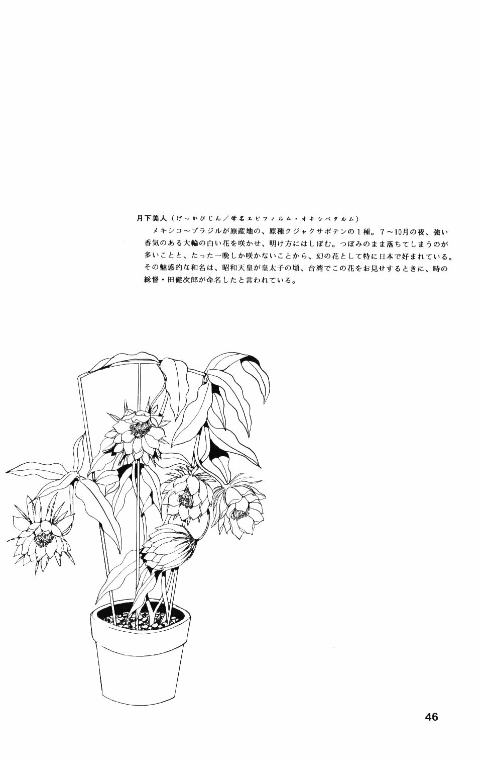 [Company N (Yoshino Shiho)] Gekka Bijin (Neon Genesis Evangelion) page 45 full